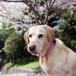 なごみの里　桜の木