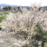 桜🌸2025