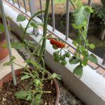 夏野菜の収穫🍅